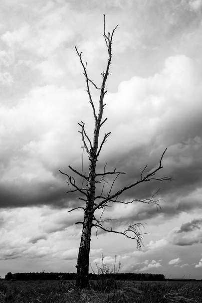 Eenzame droge boom op een achtergrond van grijze wolken, sombere achtergrond - Foto, afbeelding