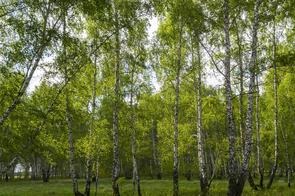 forêt de bouleaux au printemps, troncs d'arbres, fond
 - Photo, image