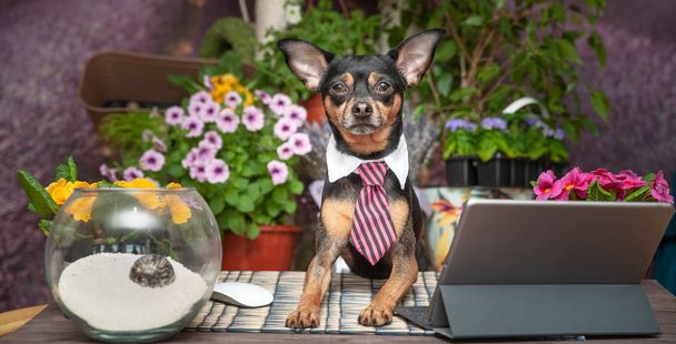  Happy dog in a tie with laptop working at a desk against the ba - Photo, Image