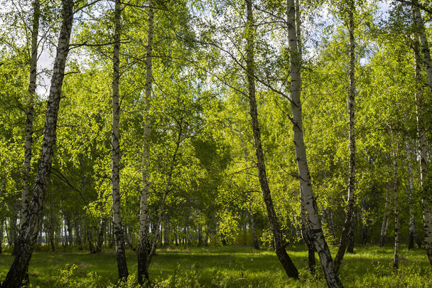 forêt de bouleaux au printemps, troncs d'arbres, fond
 - Photo, image