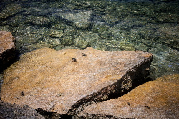 Mořský krab sedící na kameni vedle oceánu za slunečného dne - Fotografie, Obrázek
