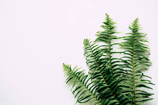 tropical plants on white background - Fotoğraf, Görsel