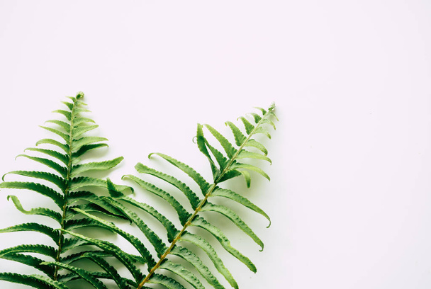 tropical plants on white background - Фото, изображение