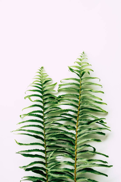 tropical plants on white background - Foto, Bild