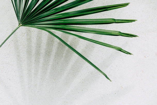 abstract background texture of shadows palm leaves on a concrete - Fotó, kép