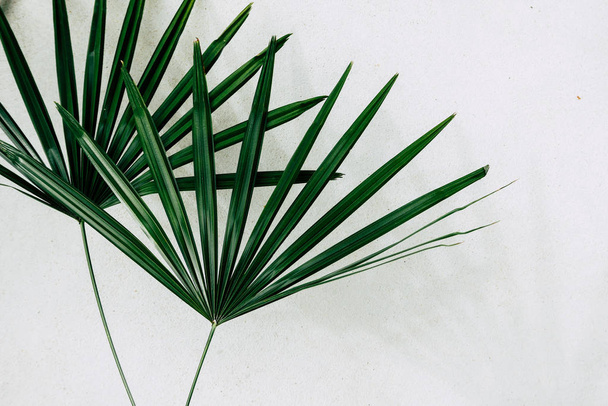 tropical plants on white background - Foto, afbeelding