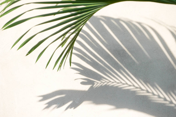 abstract background texture of shadows palm leaves on a concrete - Foto, Imagen