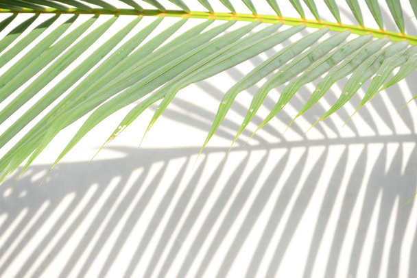 abstrakti tausta rakenne varjot palmunlehtiä betoniin
 - Valokuva, kuva