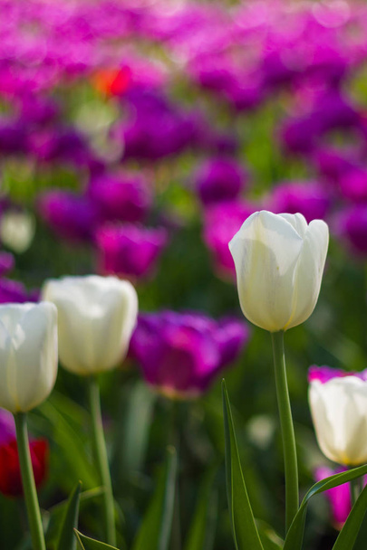 Field of tulips - Фото, зображення