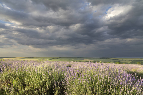 Erittäin kaunis näkymä laventelipelloille
. - Valokuva, kuva