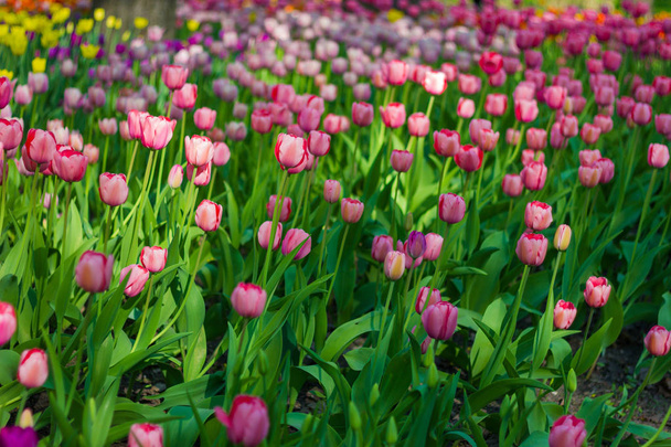 Field of tulips - 写真・画像