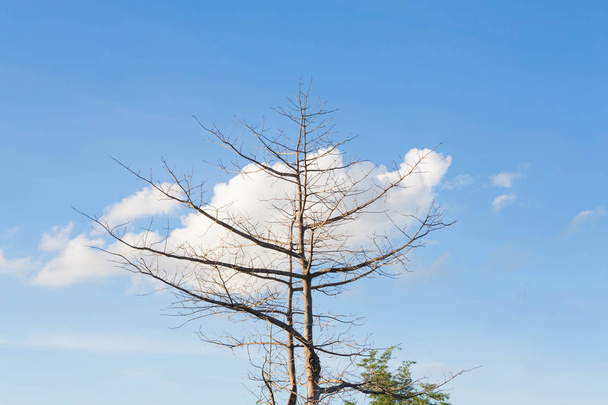 Trockener Baum - Foto, Bild