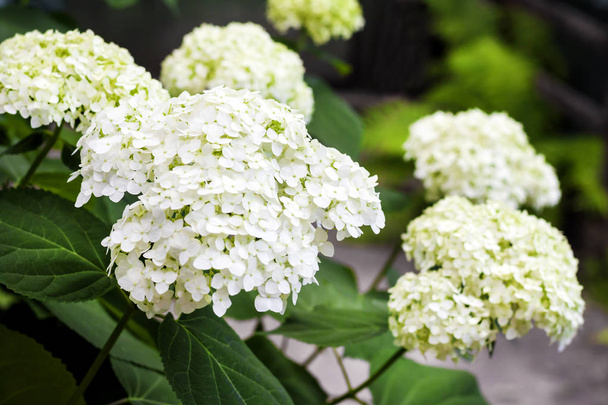 Blooming white Annabelle Hydrangea arborescens - Photo, Image