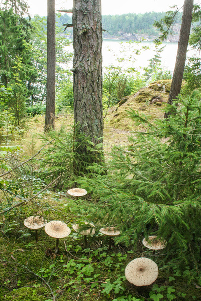 Wald und Meer in Finnland  - Foto, Bild