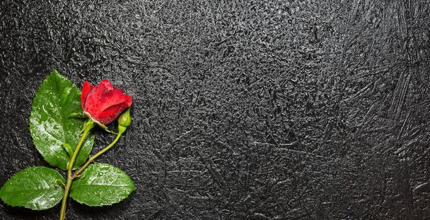 Beautiful red rose with water droplets over black background - Photo, Image