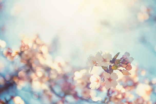 cseresznyevirág vagy Sakura a napfényben - Fotó, kép