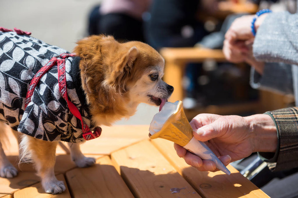 Pomeranian dog eat ice cream - Photo, Image