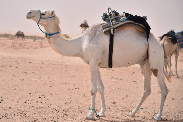 Camels en Arabie, caravane de chameaux repose sur le sable du désert. chameaux dans un
 - Photo, image