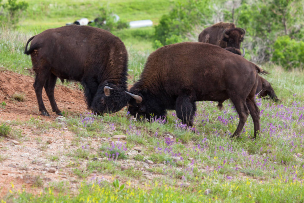 Concorso di forza del bisonte
 - Foto, immagini