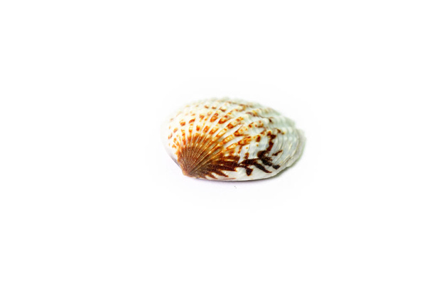 Isolated shot of seashell on white background - Photo, Image