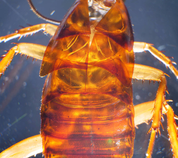Крупный план таракана
 - Фото, изображение