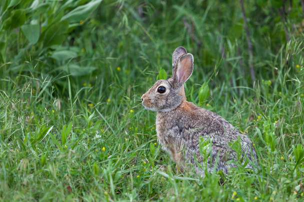 Divoký králík - Fotografie, Obrázek
