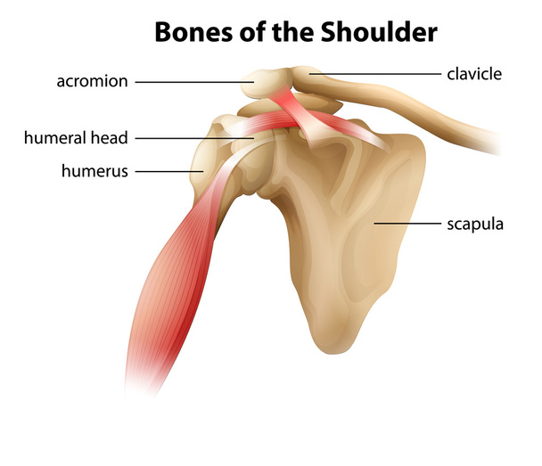 Huesos del hombro
 - Vector, imagen