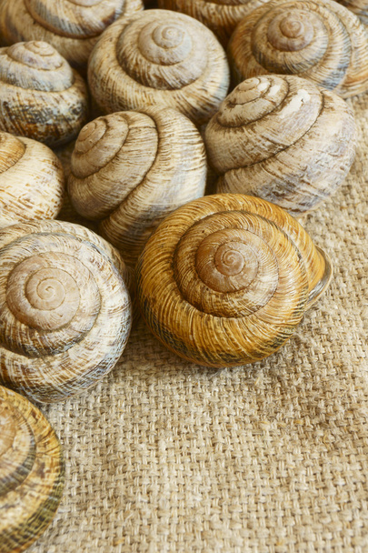 Snail shell. - Photo, Image