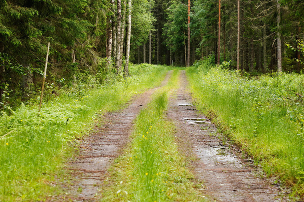 Estrada florestal
 - Foto, Imagem