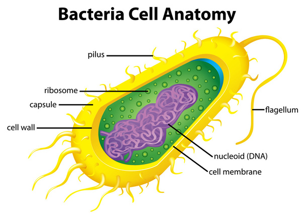 δομή κυττάρων βακτηριδίων - Διάνυσμα, εικόνα