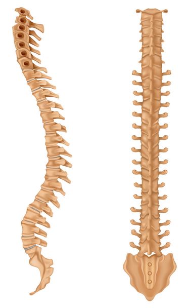 Espina dorsal
 - Vector, Imagen
