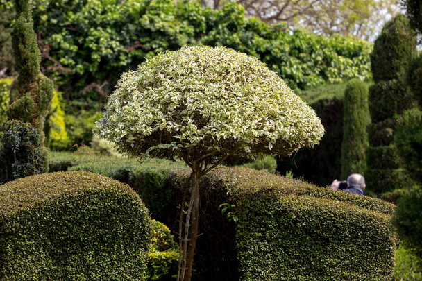 Topiary in Tropical Botanical Garden in Funchal on Madeira island, Portugal - Photo, Image