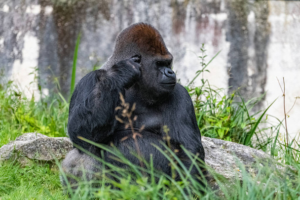 Gorilla, apina, dominoiva mies istuu nurmikolla, hassu asenne
 - Valokuva, kuva