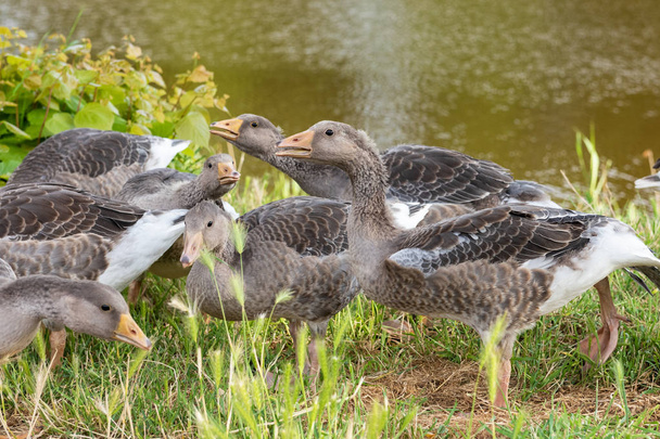 Salvaje crianza goslings (Anser anser) cerca del agua en la mañana
 - Foto, imagen
