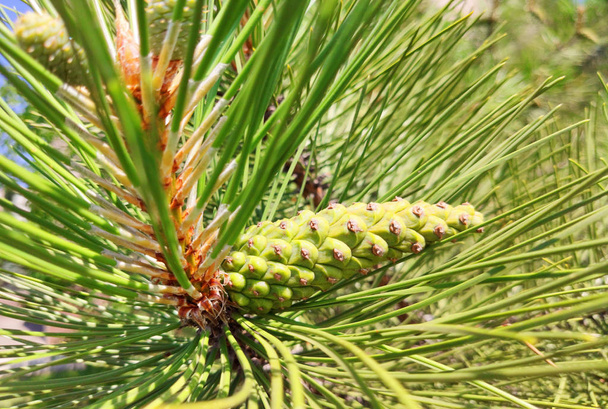 Cône de pin sur branche Kiefern, Fond vert
. - Photo, image