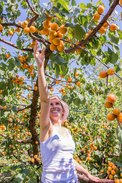 Nice woman picking apricots lit by warm summer light - Фото, зображення