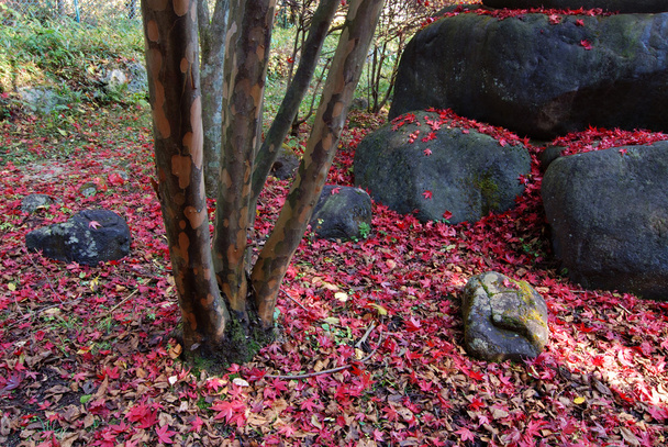 Autumnal nature - Photo, Image