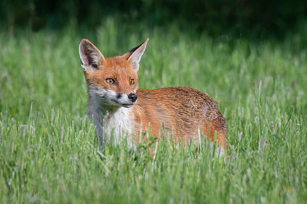 Красная лиса стоит в траве и смотрит направо в пространство для копирования
 - Фото, изображение