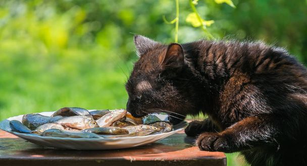 hungrige lustige Katze stiehlt frischen Fisch vom Teller - Foto, Bild