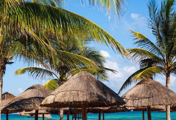 Трава парасольки на Карибському пляжі в оточенні пальми
. - Фото, зображення