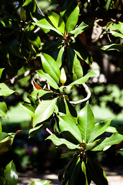 Árbol de Magnolia sobre fondo borroso
 - Foto, imagen