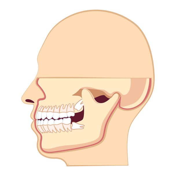 Human head with teeth. Jaw and wisdom tooth inside - Vector, Image
