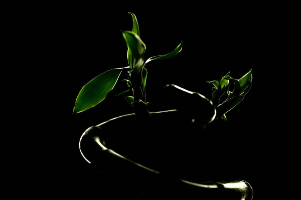 Lucky bambusz növény (Dracaena sanderiana) sötét háttér ellen - Fotó, kép