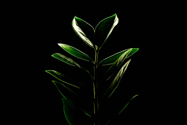 Kamerplant Zamioculcas geïsoleerd op een zwarte achtergrond. Kopieer ruimte. Creatieve lay-out gemaakt van tropisch groen blad - Foto, afbeelding