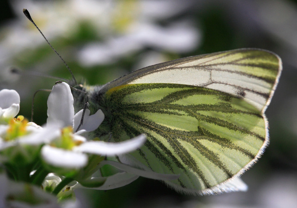 бабочка на цветке - Фото, изображение