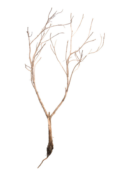 dry dead plant skeleton isolated on white bacckground - Foto, imagen