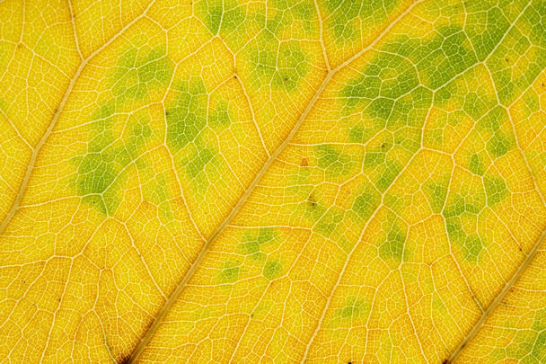 乾燥した茶色の葉の抽象的な質感 - 写真・画像