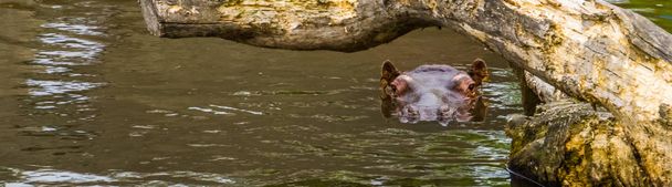 closeup of a common hippo swimming in the water, the face of a hippopotamus above water, Vulnerable animal specie from Africa - Photo, Image