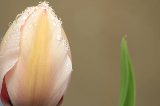 Jasny różowy dojrzały tulipan na łodydze z częściowych liści przeciwko s niebieskie tło. - Zdjęcie, obraz