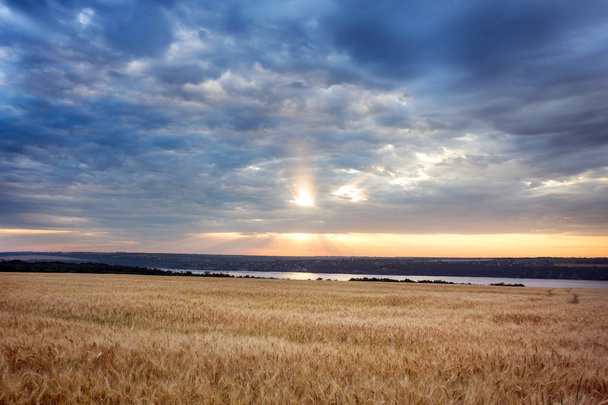 auringonnousun yli vehnäpellon
  - Valokuva, kuva